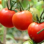 10 conveniences of consuming tomato for good health