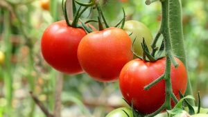 10 benefits of consuming tomato for good health