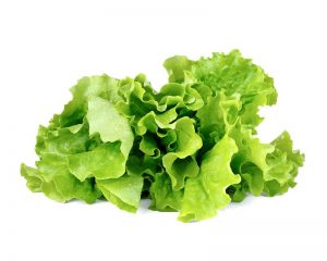 Lettuce to stay hydrated