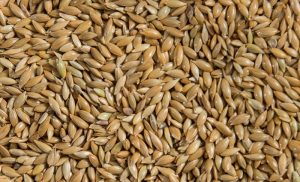 Benefits of Canary Seed