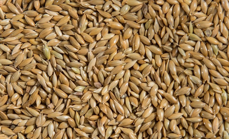 Benefits of Canary Seed 