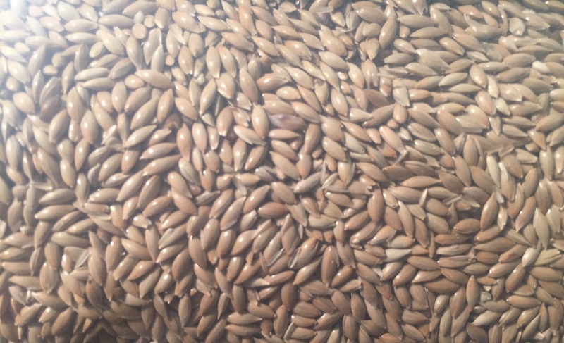 Benefits of Canary Seed 