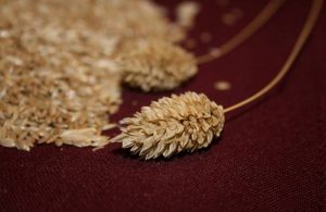 Benefits of Canary Seed