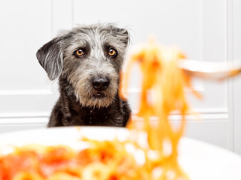 Can Dogs Eat Pasta