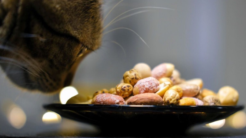 Can Cats Eat Pistachios